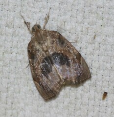 Crocidolomia suffusalis