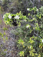 Osteomeles anthyllidifolia