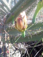 Cereus hildmannianus