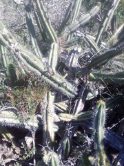 Cereus hildmannianus