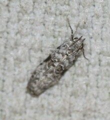 Hypatima simulacrella