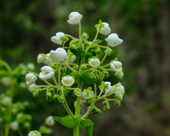 Calceolaria nitida