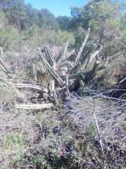 Cereus hildmannianus