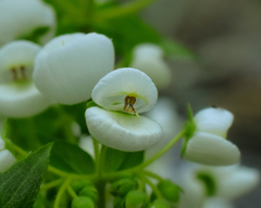 Calceolaria nitida