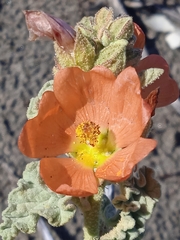 Sphaeralcea