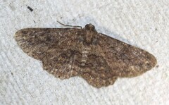 Paradromulia ambigua