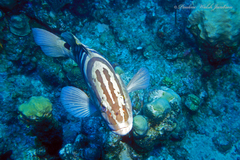 Epinephelus striatus