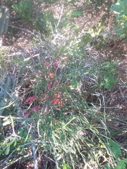 Ephedra tweedieana