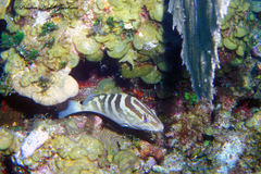 Epinephelus striatus