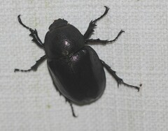 Xylotrupes australicus
