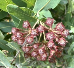 Angophora hispida