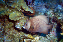 Pomacanthus arcuatus