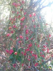 Ephedra tweedieana