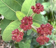 Angophora hispida