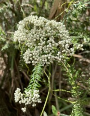 Ozothamnus