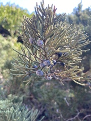 Juniperus chinensis