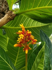 Palicourea rigida