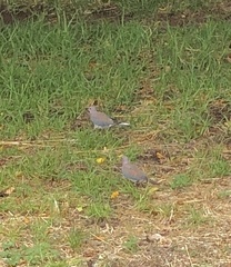 Streptopelia senegalensis senegalensis