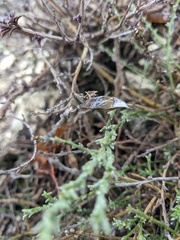 Genista albida