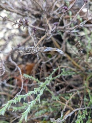 Genista albida