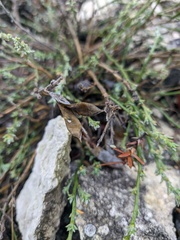 Genista albida