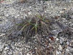 Ptilostemon echinocephalus