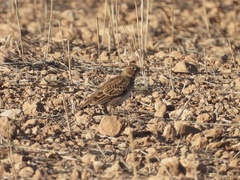 Melanocorypha calandra