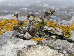 Minuartia glomerata