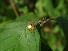 Araniella