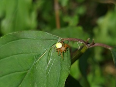 Araniella