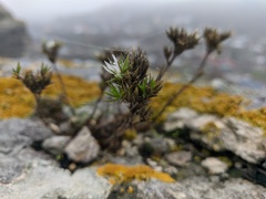 Minuartia glomerata