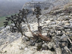 Seseli gummiferum