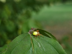 Araniella