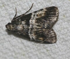 Orthaga atribasalis