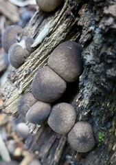 Lycoperdon purpurascens