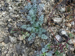 Seseli gummiferum