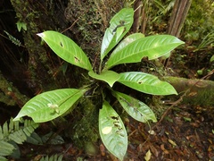 Anthurium terryae