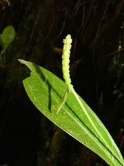 Anthurium terryae