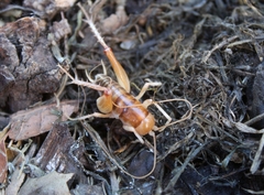 Ceuthophilus californianus