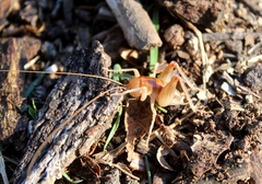 Ceuthophilus californianus