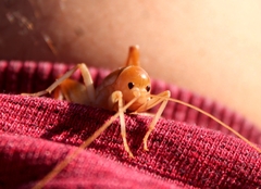 Ceuthophilus californianus