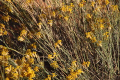 Lasiosiphon polycephalus