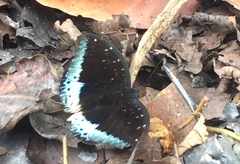 Lexias pardalis dirteana