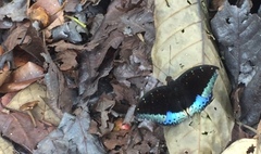 Lexias pardalis dirteana