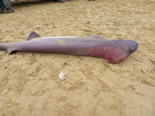 Foto de Tiburón Griset de Seis Branquias (Hexanchus griseus)