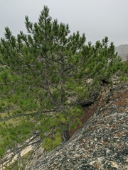 Pinus nigra pallasiana