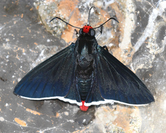 Pyrrhopyge phidias
