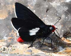 Pyrrhopyge phidias