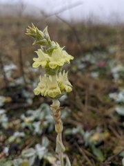 Sideritis catillaris