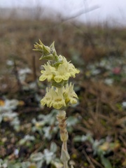 Sideritis catillaris